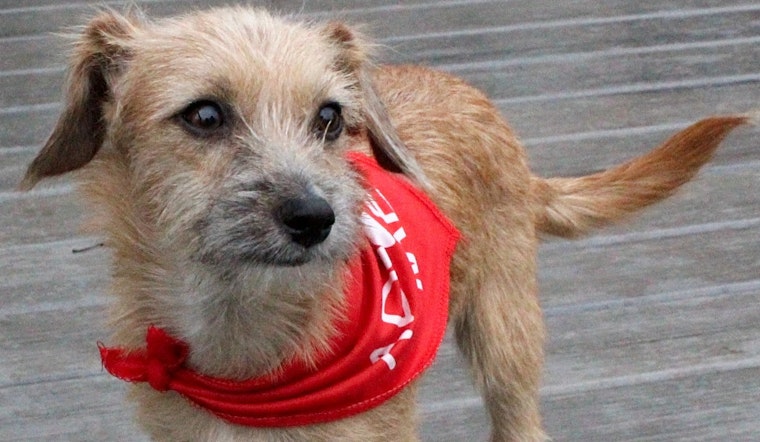 These Cincinnati-based puppies are up for adoption and in need of a good home