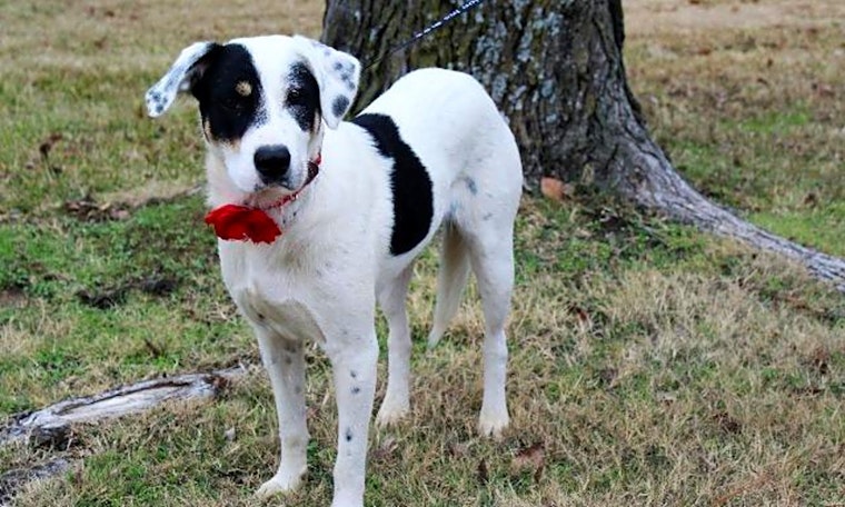 These Arlington-based pups are up for adoption and in need of a good home
