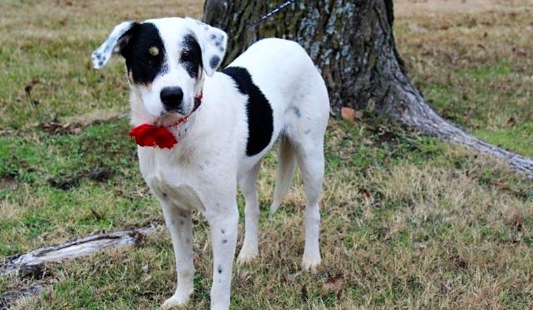 These Arlington-based pups are up for adoption and in need of a good home