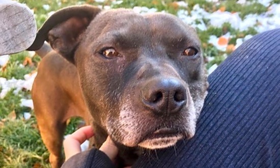 3 cuddly canines to adopt now in Aurora