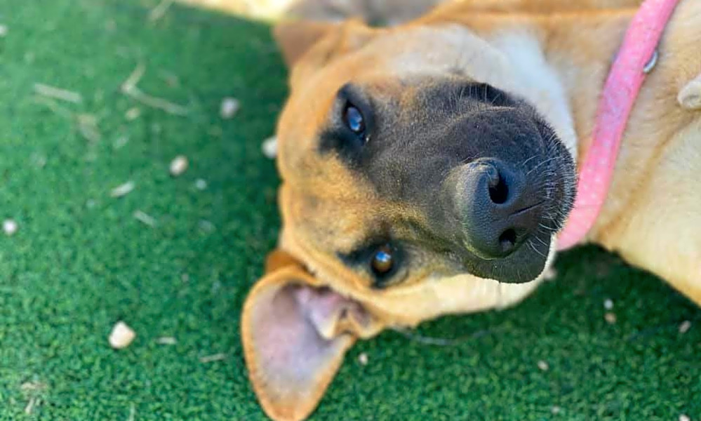 petfinder dallas fort worth