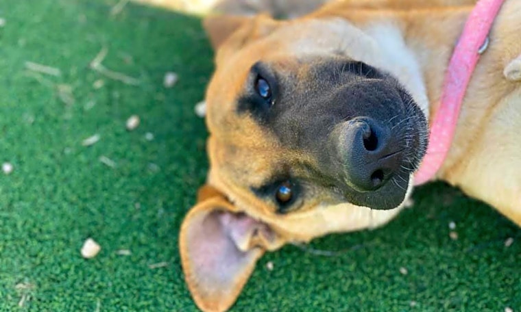 3 perfect pups to adopt now in Fort Worth