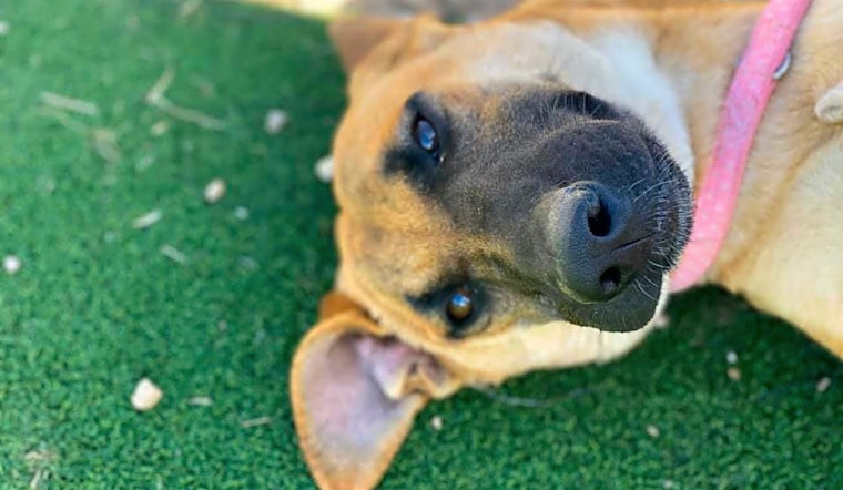 3 perfect pups to adopt now in Fort Worth