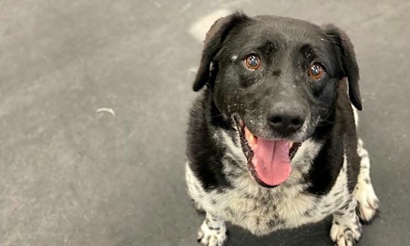 These Indianapolis-based canines are up for adoption and in need of a good home