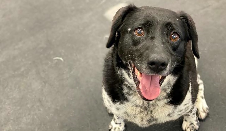These Indianapolis-based canines are up for adoption and in need of a good home