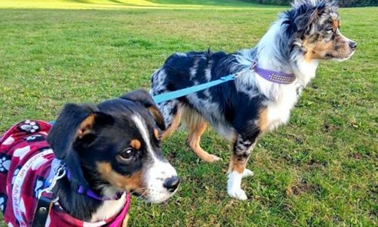 3 adorable pups to adopt now in Seattle