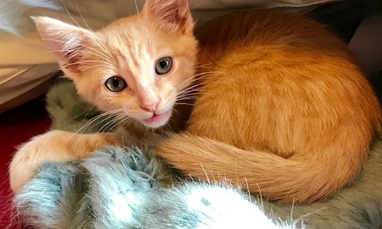 These Anaheim-based kittens are up for adoption and in need of a good home
