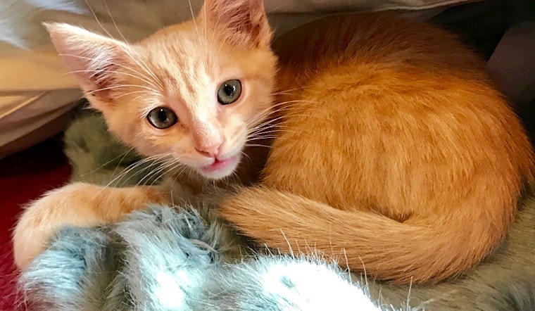 These Anaheim-based kittens are up for adoption and in need of a good home