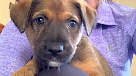 Looking to adopt a pet? Here are 3 perfect puppies to adopt now in Baltimore