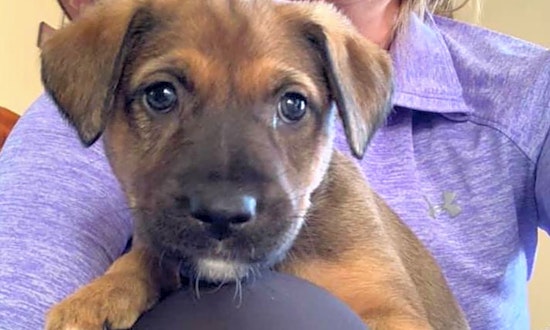 Looking to adopt a pet? Here are 3 perfect puppies to adopt now in Baltimore