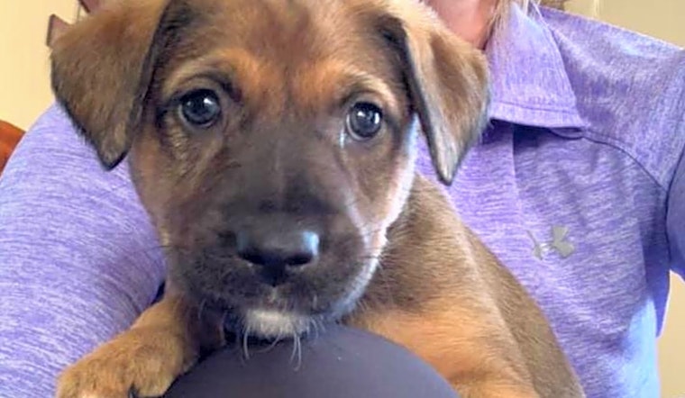 Looking to adopt a pet? Here are 3 perfect puppies to adopt now in Baltimore