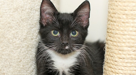 6 cute-as-can-be kittens to adopt now in Charlotte