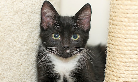 6 cute-as-can-be kittens to adopt now in Charlotte