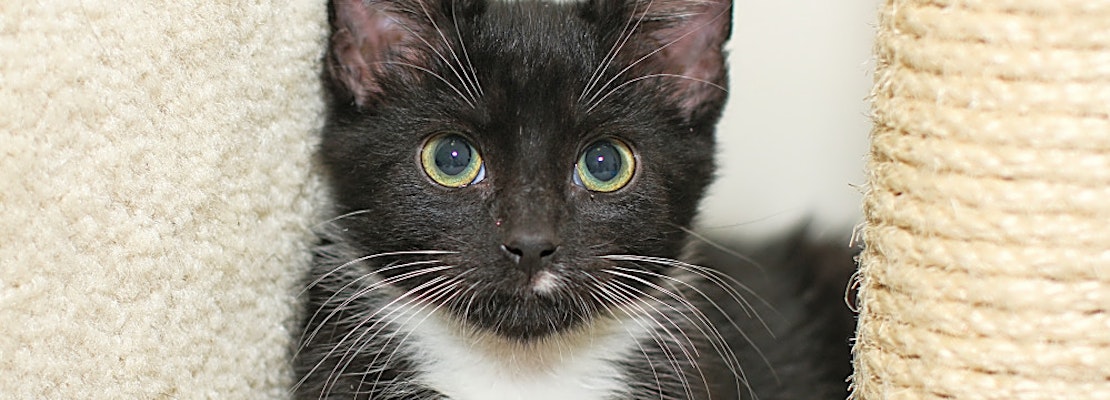 6 cute-as-can-be kittens to adopt now in Charlotte