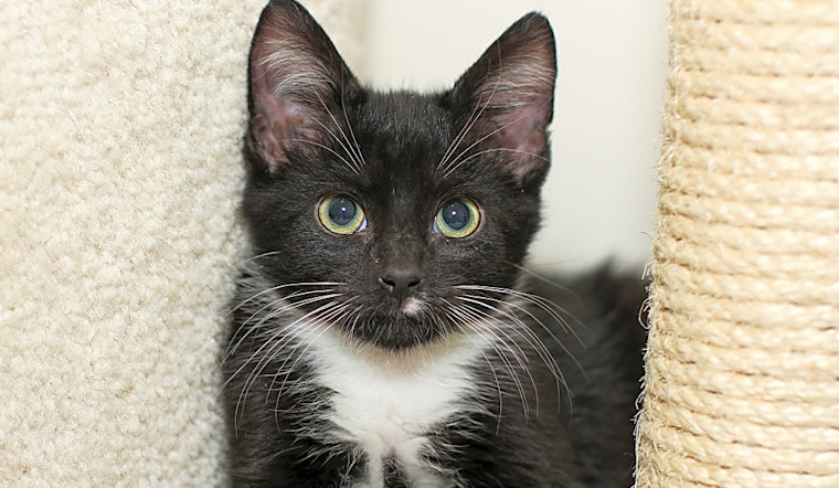 6 cute-as-can-be kittens to adopt now in Charlotte