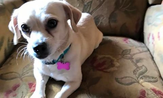 These Long Beach-based canines are up for adoption and in need of a good home