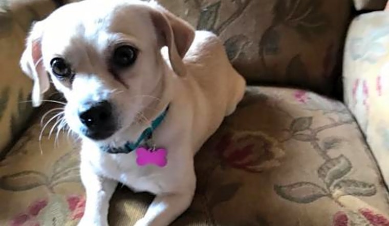 These Long Beach-based canines are up for adoption and in need of a good home