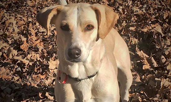 6 cuddly canines to adopt now in Minneapolis