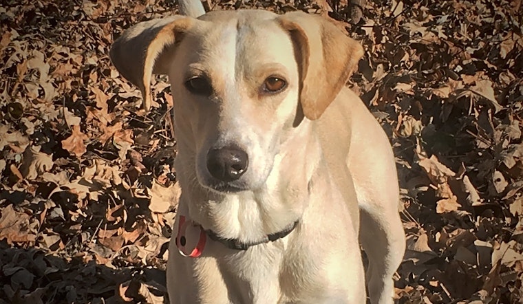 6 cuddly canines to adopt now in Minneapolis