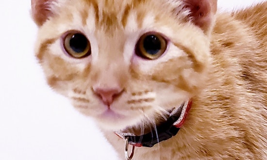 Looking to adopt a pet? Here are 7 cuddly kittens to adopt now in Mesa