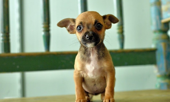 6 precious puppies to adopt now in San Antonio