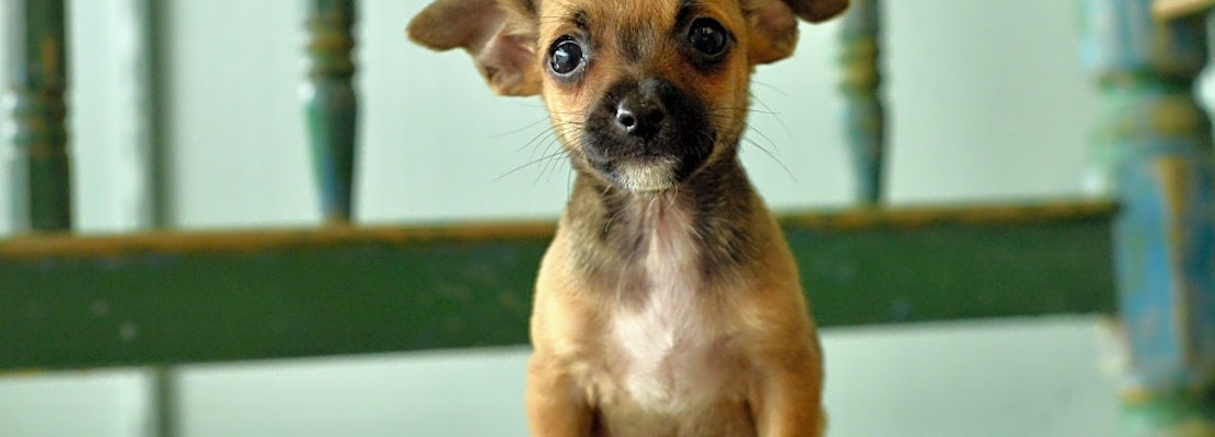 6 precious puppies to adopt now in San Antonio