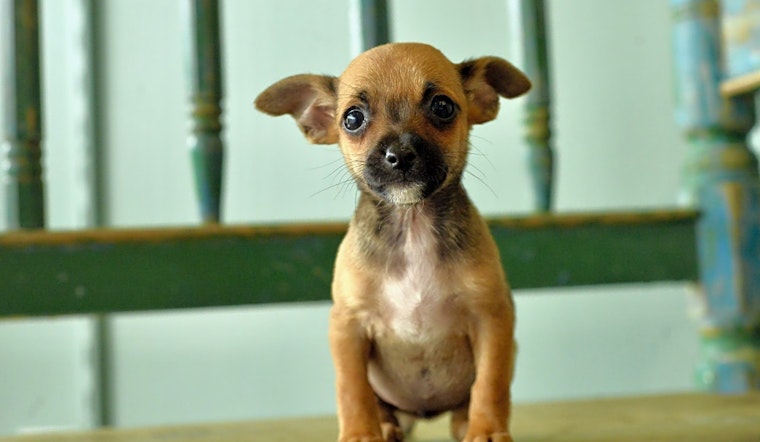 6 precious puppies to adopt now in San Antonio