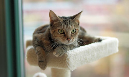 Looking to adopt a pet? Here are 6 cute kitties to adopt now in Washington