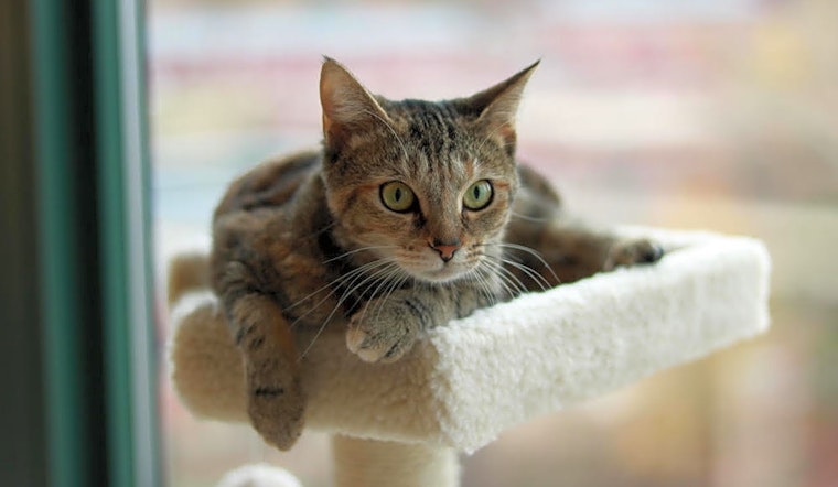 Looking to adopt a pet? Here are 6 cute kitties to adopt now in Washington