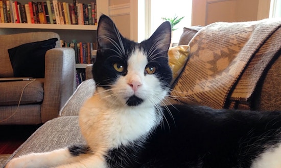 These Worcester-based felines are up for adoption and in need of a good home