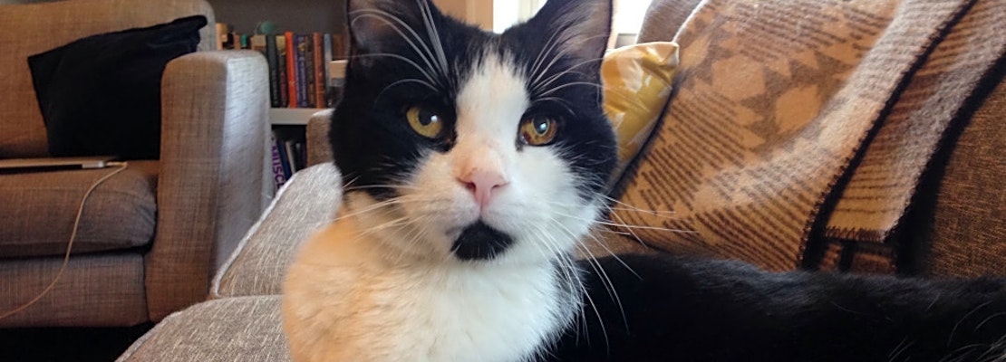 These Worcester-based felines are up for adoption and in need of a good home