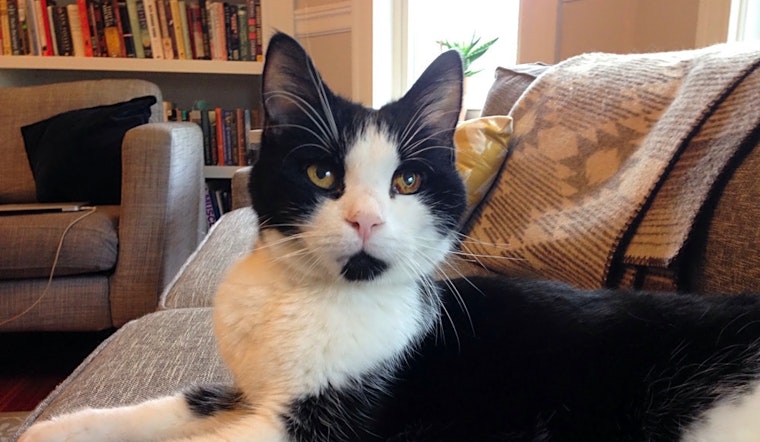 These Worcester-based felines are up for adoption and in need of a good home