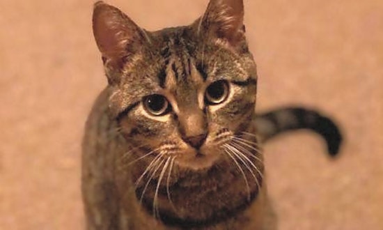 These Saint Paul-based felines are up for adoption and in need of a good home