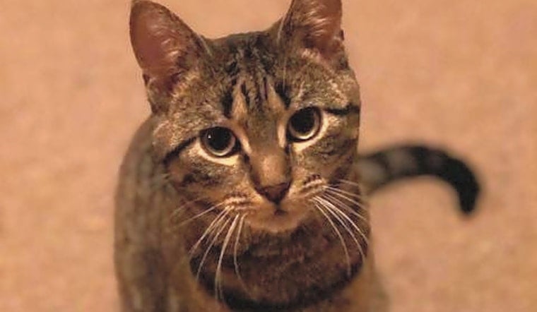 These Saint Paul-based felines are up for adoption and in need of a good home