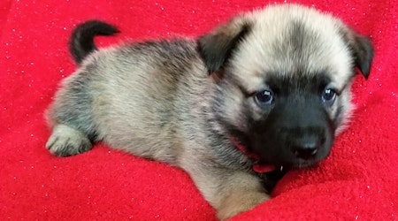 These Stockton-based puppies are up for adoption and in need of a good home