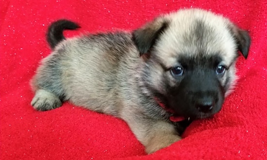 These Stockton-based puppies are up for adoption and in need of a good home
