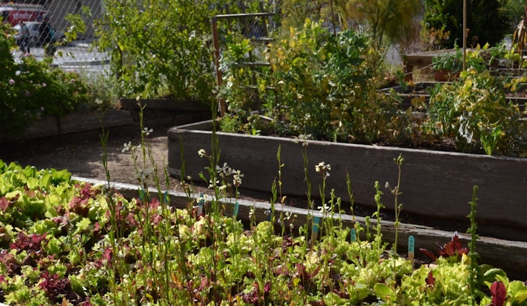 Get A Backyard Soil Toxicity Test, Courtesy Of Soil Scouts