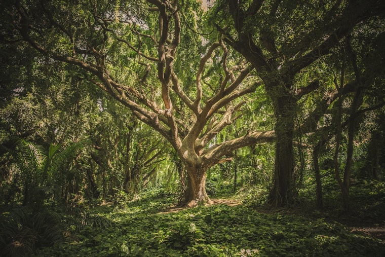 Top Durham news: Sheriff addresses gun violence concerns; group works to save ancient trees; more