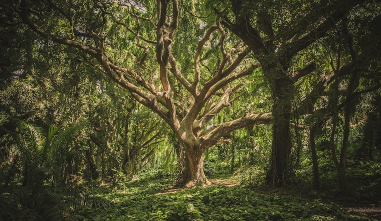 Top Durham news: Sheriff addresses gun violence concerns; group works to save ancient trees; more