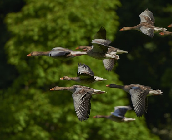 Top Denver news: Council poised to enact 10-cent disposable bag fee; goose-management mulled; more