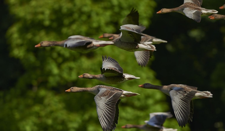 Top Denver news: Council poised to enact 10-cent disposable bag fee; goose-management mulled; more
