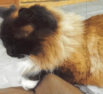 Divisadero woman offers cash reward to find unhoused neighbor's missing cat
