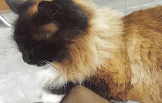 Divisadero woman offers cash reward to find unhoused neighbor's missing cat