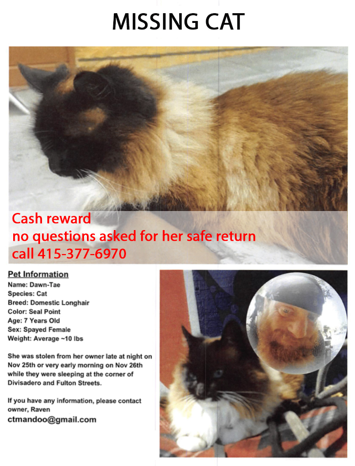 female cat missing