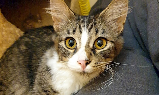 4 cute-as-can-be kittens to adopt now in Pittsburgh