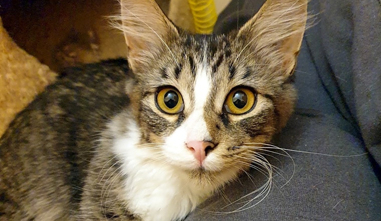 4 cute-as-can-be kittens to adopt now in Pittsburgh