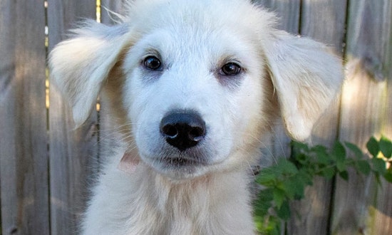 5 perfect puppies to adopt now in Nashville