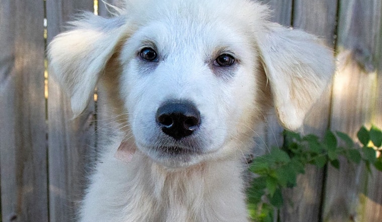 5 perfect puppies to adopt now in Nashville