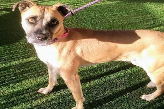 These El Paso-based dogs are up for adoption and in need of a good home