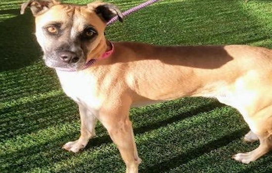 These El Paso-based dogs are up for adoption and in need of a good home
